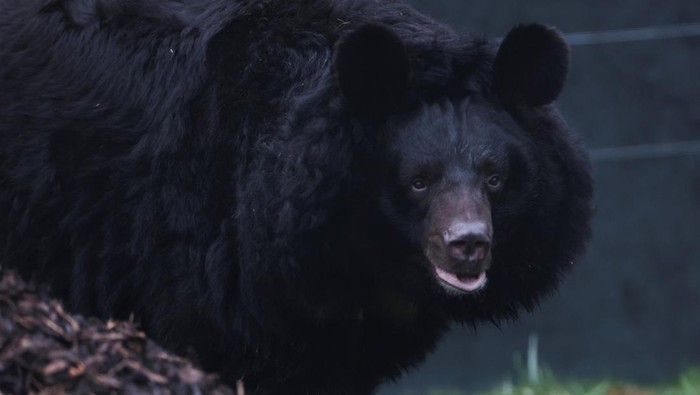 1761673145055-potret-beruang-hitam-yang-selamat-dari-perang-di-ukraina-1_169