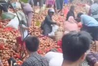 1761716877279-warga-tengah-memungut-bawang-bombai-yang-di-buang-di-kawasan-tanjung-sengkuang-batu-ampar-batam-dok-tangkapan-layar-1761540496474_169