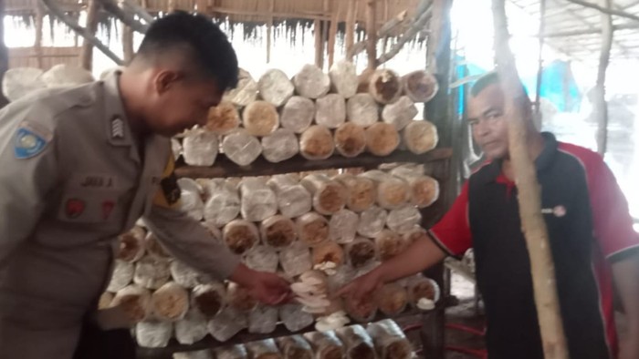 1761759806831-bhabinkamtibmas-di-kota-dumai-riau-sukses-dampingi-warga-dalam-budidaya-jamur-hingga-cabai-1761749438226_169