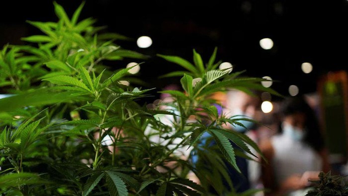 1761780339509-ilustrasi-tanaman-ganja_169