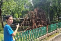 1761889780509-pohon-tumbang-di-dharmawangsa-jaksel-tewaskan-1-orang-taufiqdetikcom-1761884320984_169