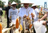 1761932610738-menteri-imipas-agus-andrianto-panen-jagung-di-sidoarjo-1761924460832_169