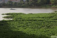 1762557665285-meski-sering-dibersihkan-eceng-gondok-kembali-penuhi-setu-babakan-1762524092819_169