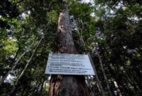 1762667083375-hutan-adat-guguk_169