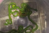 1762730724881-potret-8-ular-viper-pohon-yang-ditemukan-di-perumahan-mranggen-demak-minggu-9112025-malam-1762694218291_169