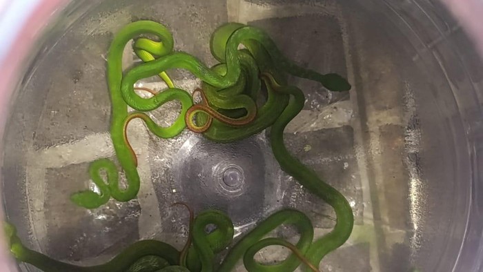 1762730724881-potret-8-ular-viper-pohon-yang-ditemukan-di-perumahan-mranggen-demak-minggu-9112025-malam-1762694218291_169
