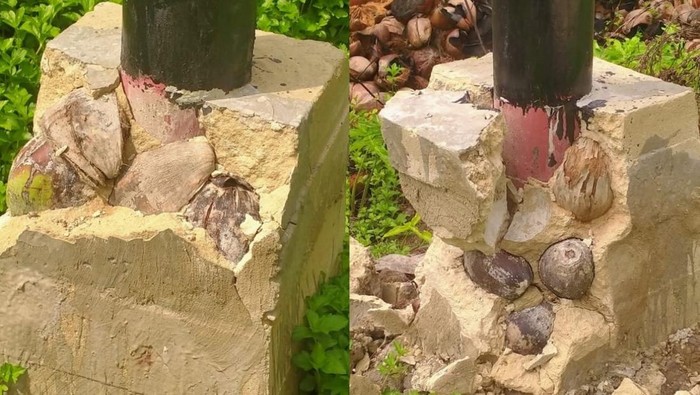 1762903437923-pondasi-tiang-listrik-dicampur-kelapa-bulat-istimewadokumentasi-narasumber-1762869188711_169