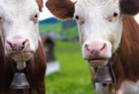 1762969433118-ilustrasi-sapi_169