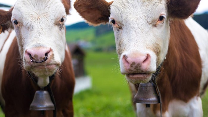 1762969433118-ilustrasi-sapi_169