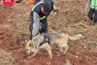 1763185141613-polisi-dan-anjing-pelacak-cari-korban-longsor-cilacap-1763182777763_43