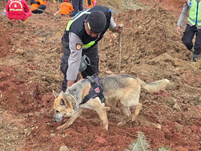 1763185141613-polisi-dan-anjing-pelacak-cari-korban-longsor-cilacap-1763182777763_43