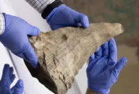 1763485557100-cula-badak-berbulu-yang-dibawa-ke-nefu-mammoth-museum_169