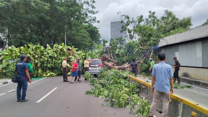 1763615220933-sebuah-pohon-tumbang-di-senayan-membuat-bus-transjakarta-koridor-1-blok-m-kota-terpaksa-dialihkan-sementara-postingan-x-pttran-1763614667341_169