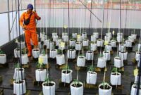 1763766285034-sistem-canggih-urban-farming-greenhouse-cabai-berbasis-iot-di-kramat-jati-1763721575750_169