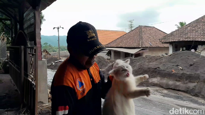 1763895990304-paiman-salah-satu-relawan-laskar-semeru-bersama-kucing-yang-dia-evakuasi-dari-lokasi-terdampak-erupsi-1763885218793_169