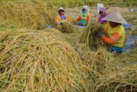 1764220015370-intip-petani-lumajang-siasati-anomali-cuaca-dengan-pola-tanam-baru-1761830070446_169