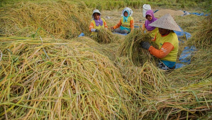 1764220015370-intip-petani-lumajang-siasati-anomali-cuaca-dengan-pola-tanam-baru-1761830070446_169