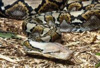 1764543897547-ilustrasi-ular-piton_43