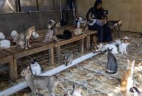 1765105586182-salmiati-bermain-bersama-ratusan-kucing-di-selter-penyelamatan-kucing-di-kampung-teleng-kelurahan-padang-besi-kecamatan-lubuk--1765101663478_169