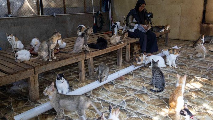 1765105586182-salmiati-bermain-bersama-ratusan-kucing-di-selter-penyelamatan-kucing-di-kampung-teleng-kelurahan-padang-besi-kecamatan-lubuk--1765101663478_169