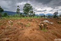 1765429631460-kondisi-perkebunan-teh-kecamatan-pangalengan-kabupaten-bandung-1764673396788_169