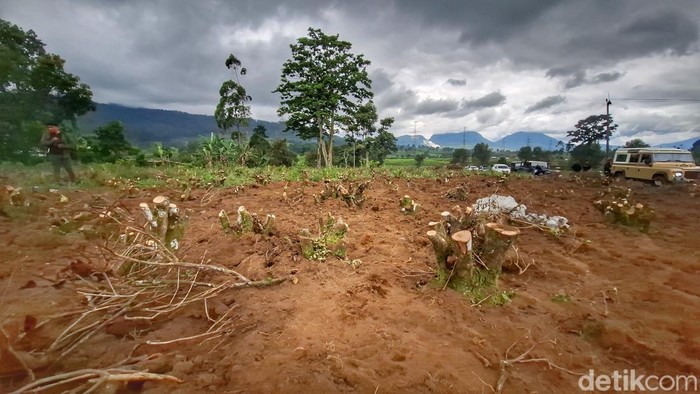 1765429631460-kondisi-perkebunan-teh-kecamatan-pangalengan-kabupaten-bandung-1764673396788_169