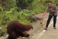 1765775229992-tangkapan-layar-orang-utan-turun-ke-jalanan-kutai-timur-dan-diberi-makan-pengendara-1765717413547_169