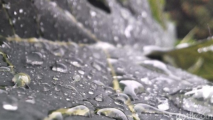 1766531106056-ilustrasi-hujan-1764385551807_169