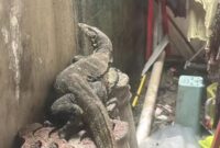 1767438509531-warga-di-bantarjati-kecamatan-bogor-utara-kota-bogor-kaget-lihat-biawak-muncul-saat-menjemur-pakaian-1767433827324_169