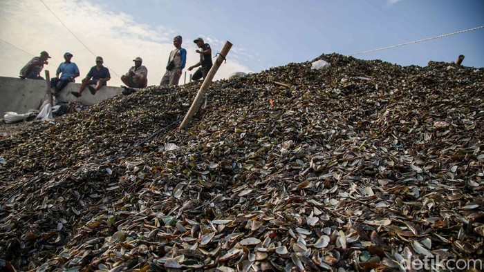 1767676009344-warga-resah-limbah-kerang-hijau-menggunung-di-cilincing-1767668526711_169