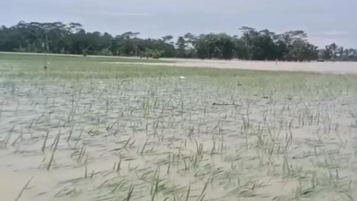 1767697579938-sawah-milik-petani-di-pandeglang-terendam-banjir-dok-istimewa-1767691539083_169