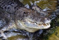 1767935185139-ilustrasi-buaya-muara_169