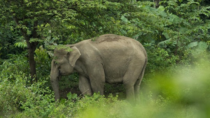 1768323978211-ilustrasi-induk-gajah-di-desa-panton-beunot-distrik-tiro-aceh-1762659058128_169