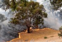 1768475226553-mengungsi-dan-bersiap-pengalaman-warga-indonesia-yang-terdampak-kebakaran-hutan-di-australia-1768472460692